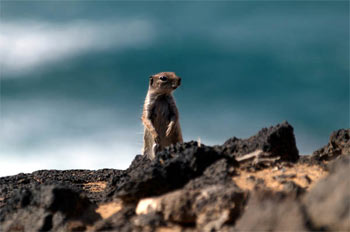 Fotografije Surf Fuerteventura